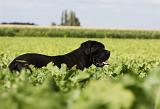 CANE CORSO 871